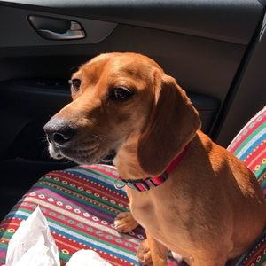 Meet your Posher, Saige